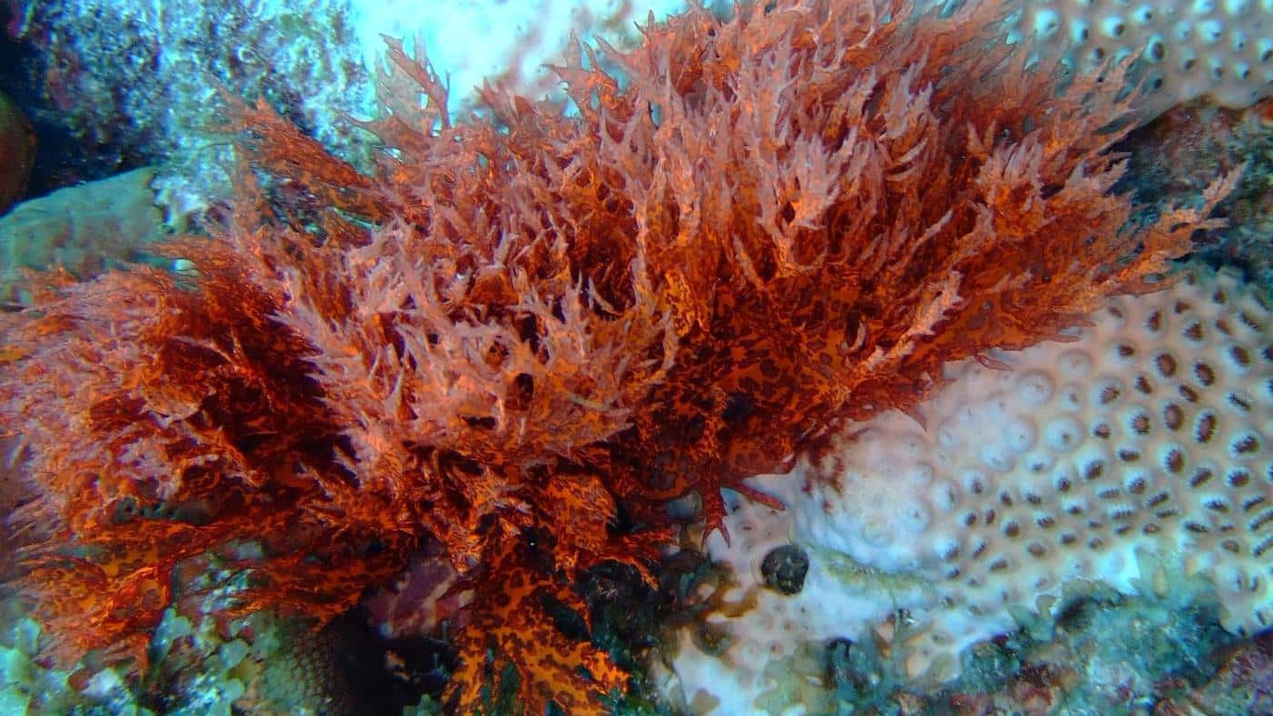 Where does seaweed get its color?