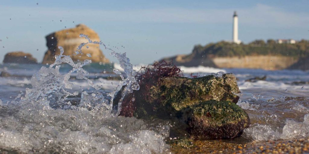 where does seaweed come from