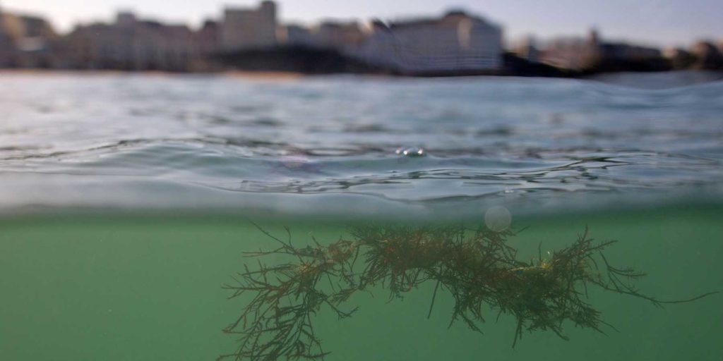 Pays basque : les algues vertes envahissent le littoral