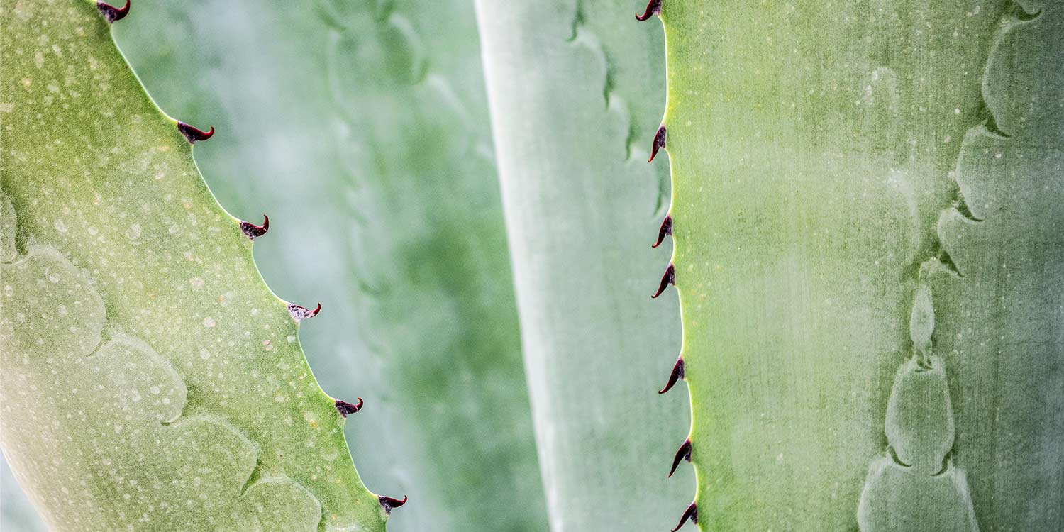 plante aloe vera