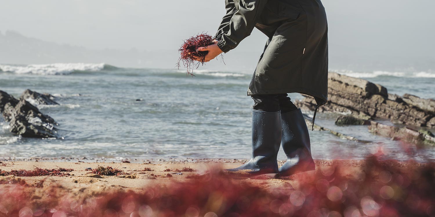 Personne qui ramasse des algues rouges sur la plage